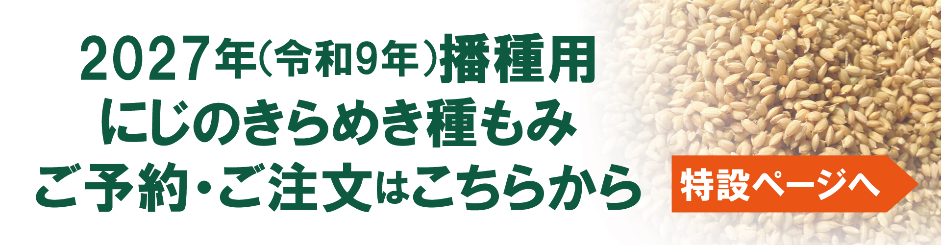 播種用にじのきらめき種もみ